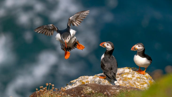 Puffins land on a cliff at Lundy Island, Devon